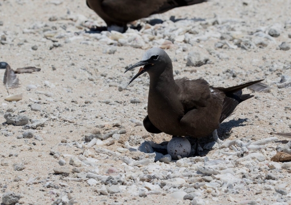 クロアジサシ18