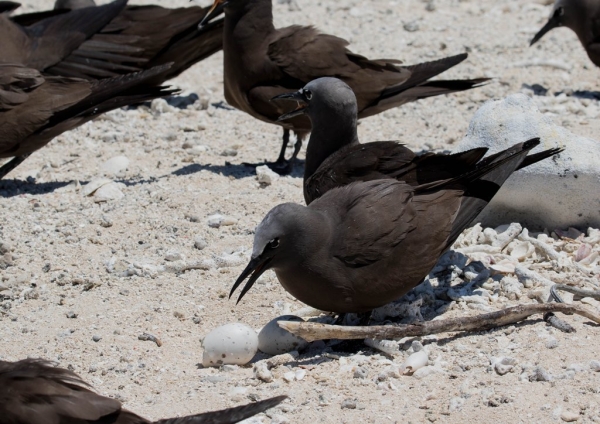 クロアジサシ20