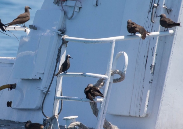 ヒメクロアジサシ1