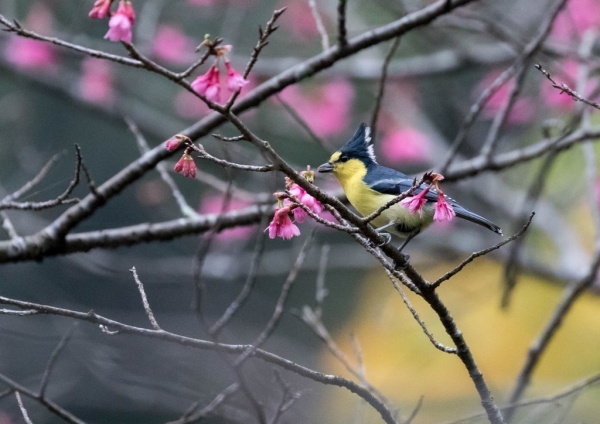 タイワンシジュウカラ7