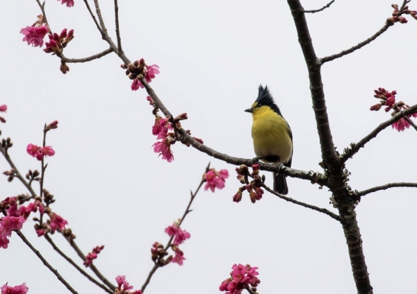 タイワンシジュウカラ10