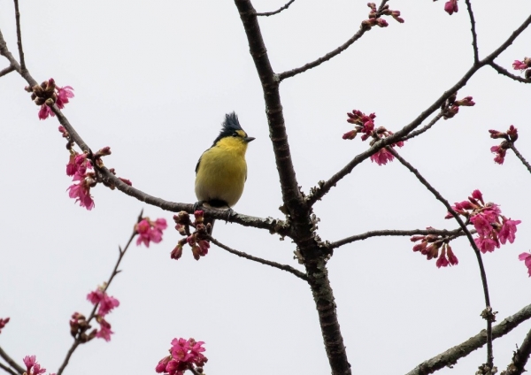 タイワンシジュウカラ11