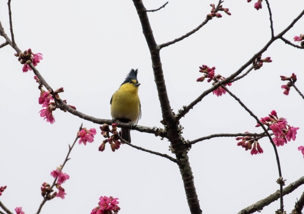 タイワンシジュウカラ12
