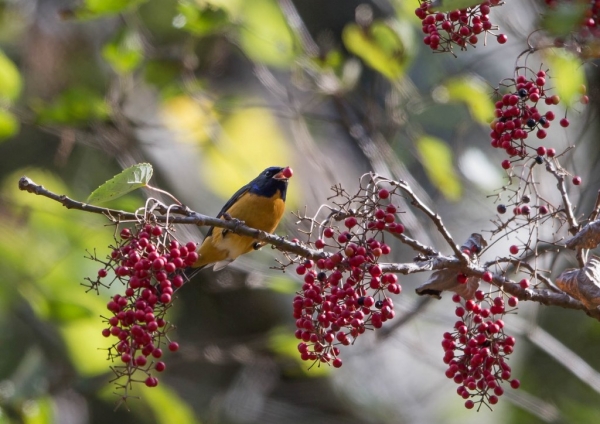 チャバラオオルリ21