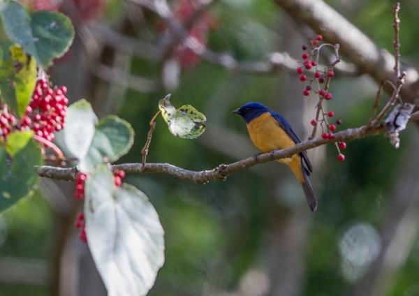 チャバラオオルリ22