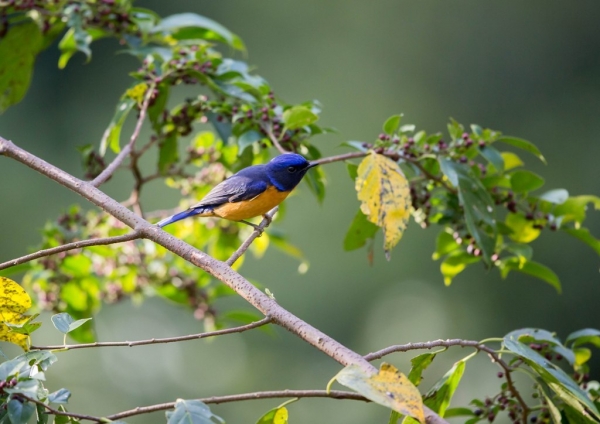 チャバラオオルリ6