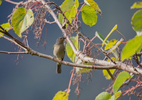 チャバラオオルリ35