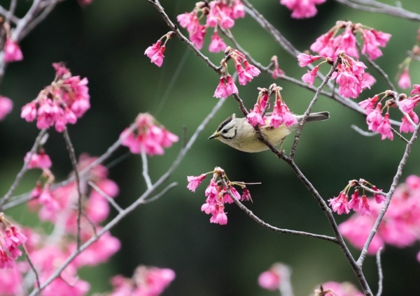カンムリチメドリ16
