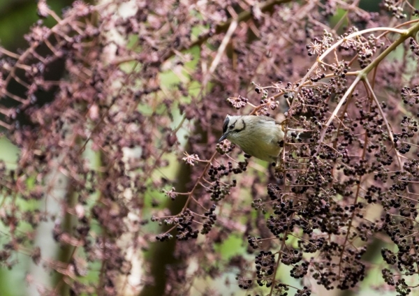 カンムリチメドリ9