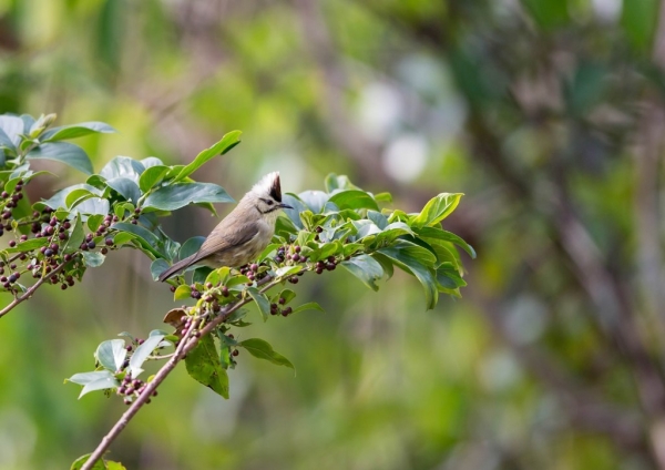 カンムリチメドリ5