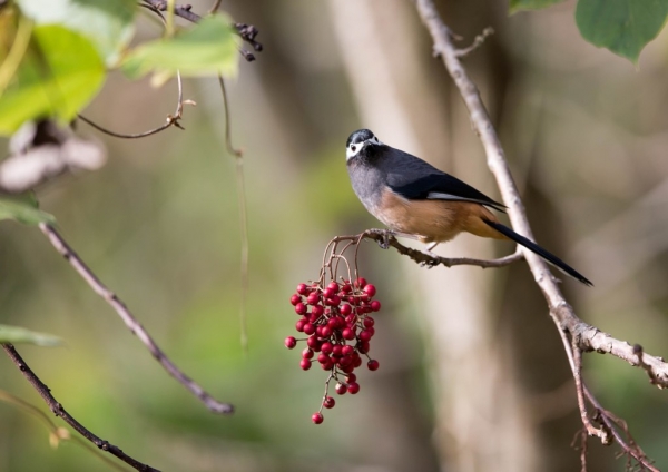 ミミジロチメドリ16