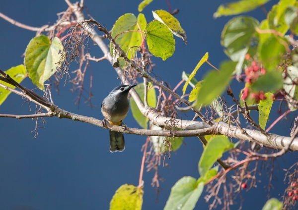 ミミジロチメドリ1