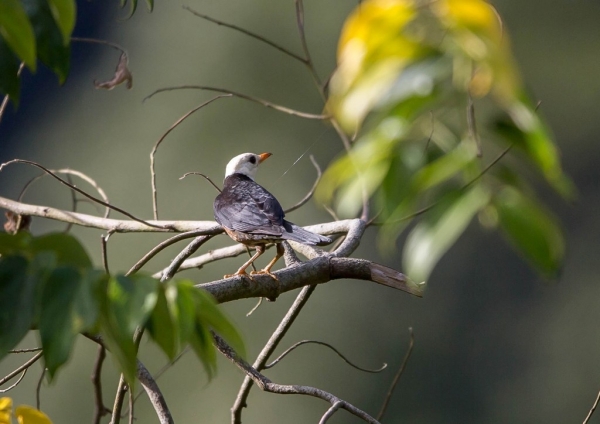 タイワンツグミ1