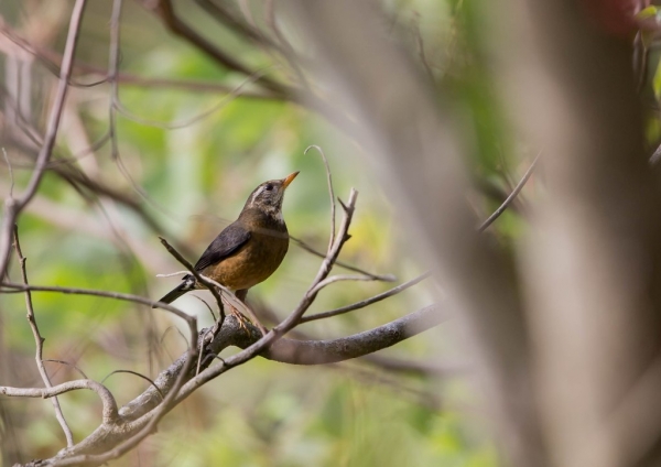 タイワンツグミ11