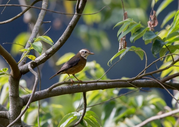 タイワンツグミ14