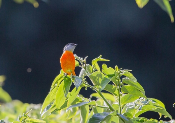 ベニサンショウクイ2