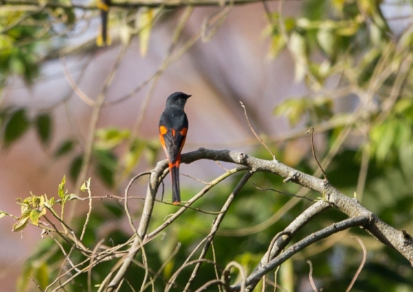 ベニサンショウクイ6