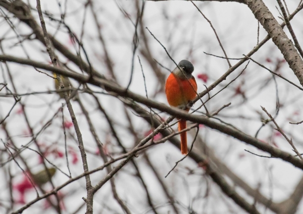 ベニサンショウクイ10