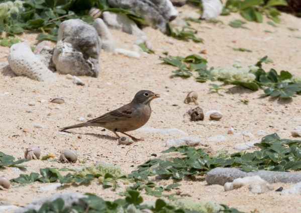 イワバホオジロ50