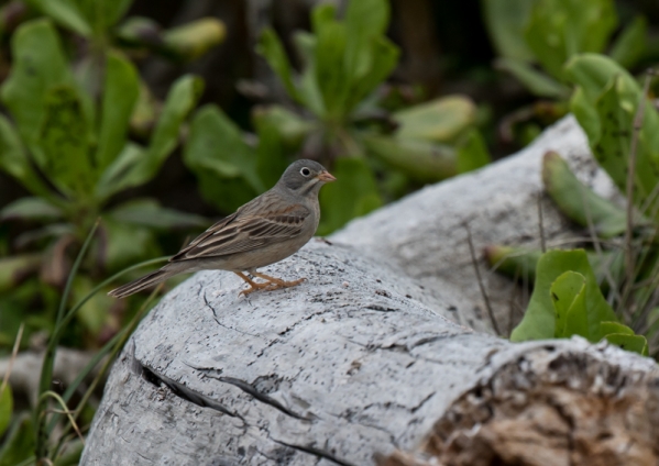 イワバホオジロ36