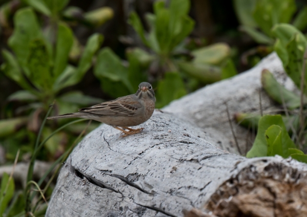 イワバホオジロ38
