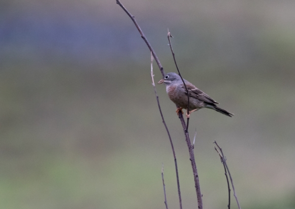 イワバホオジロ40