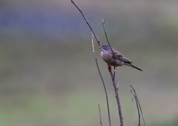 イワバホオジロ42