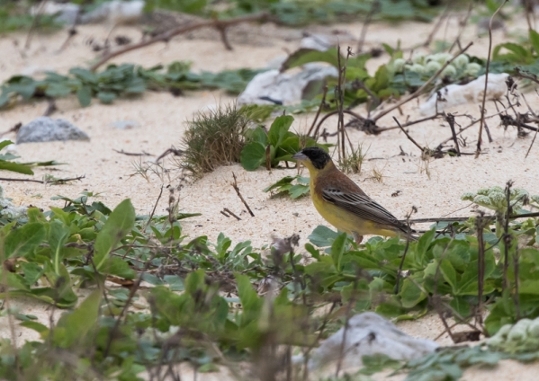 ズグロチャキンチョウ17