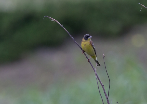 ズグロチャキンチョウ14