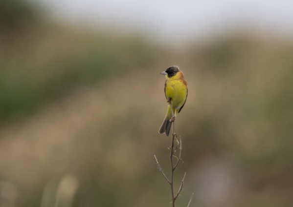 ズグロチャキンチョウ10
