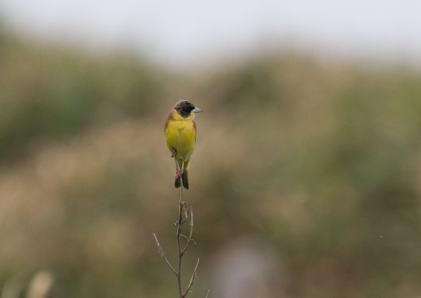 ズグロチャキンチョウ4