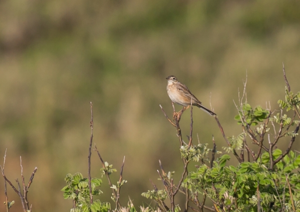 マミジロタヒバリ1