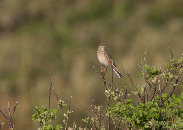 マミジロタヒバリ2