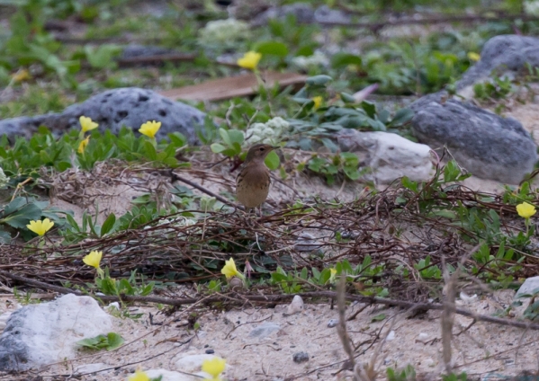 ムネアカタヒバリ1