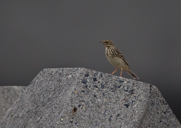 ムネアカタヒバリ8