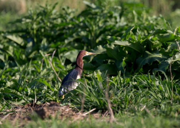 アカガシラサギ4