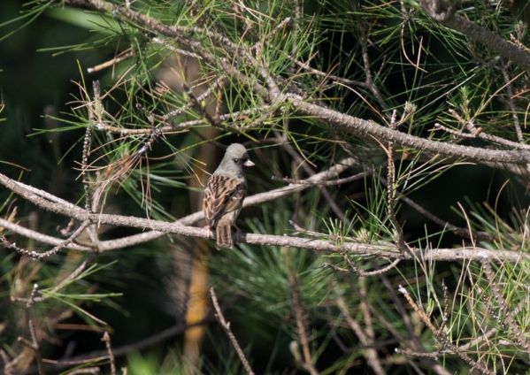 シベリアアオジ1