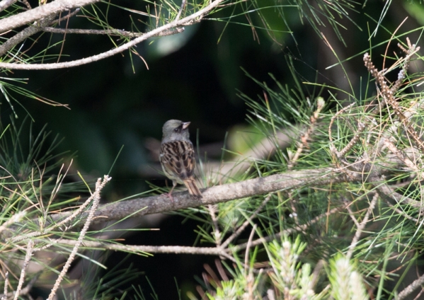 シベリアアオジ4