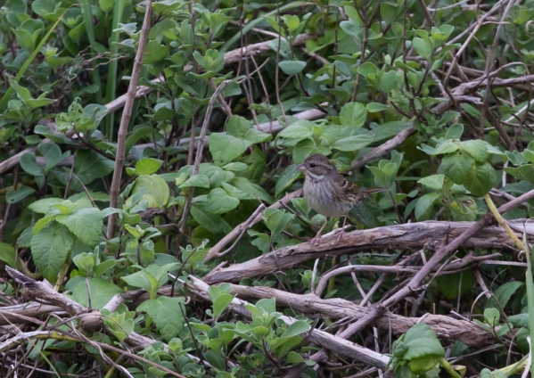 シベリアアオジ11