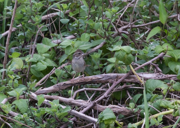 シベリアアオジ12