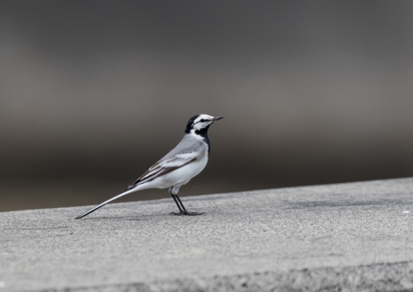 タイワンハクセキレイ