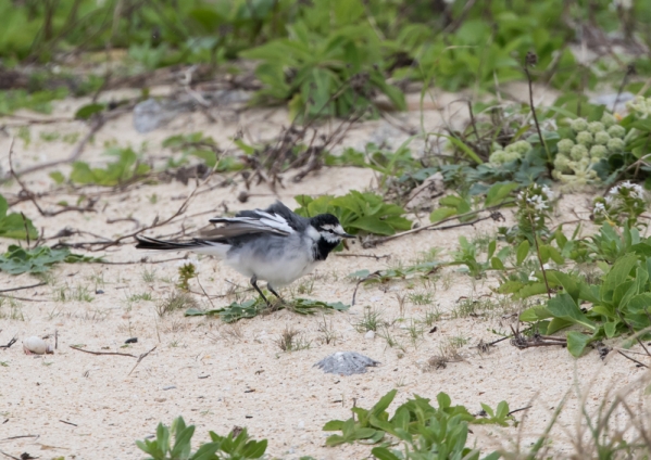 タイワンハクセキレイ1