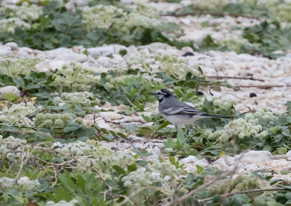 タイワンハクセキレイ4