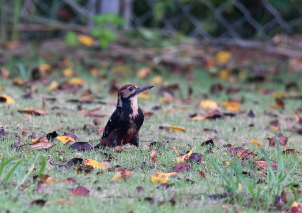オーストンオオアカゲラ3