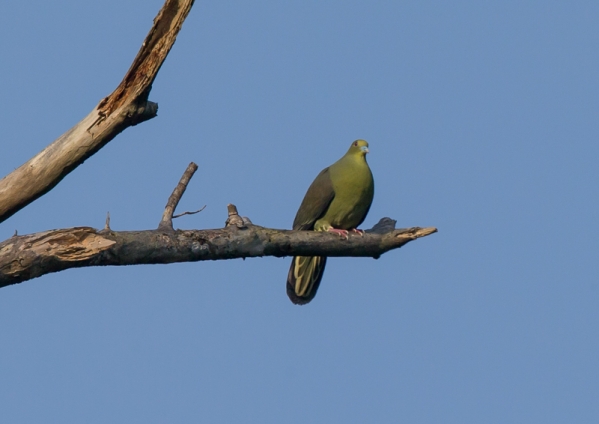 ズアカアオバト2