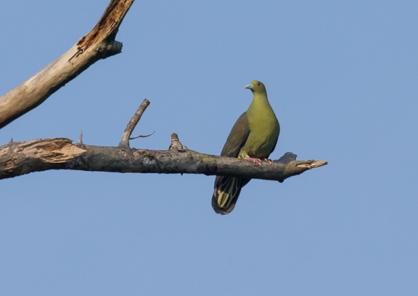 ズアカアオバト5