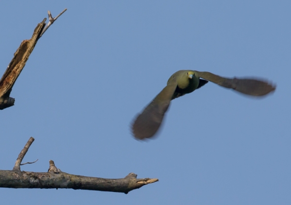 ズアカアオバト7