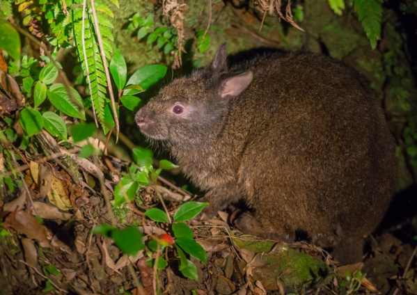 アマミノクロウサギ2