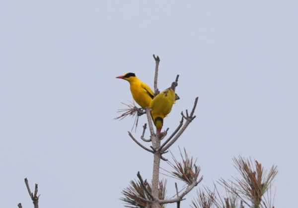 コウライウグイス5