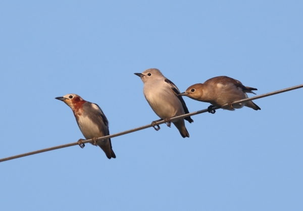 シベリアムクドリ5